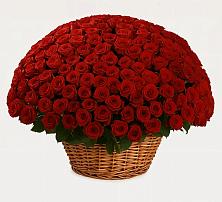 Премиум букет из: Розы #REPLACE_PRED# Сафоново